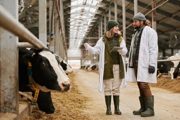 Produkcja Mleka i Hodowla Bydła Mlecznego
